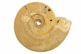 Jurassic Ammonite (Hildoceras?) Fossil - Morocco #289710-1